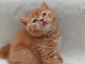 RED GARFIELD BRITISH SHORTHAIR
