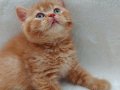 RED GARFIELD BRITISH SHORTHAIR