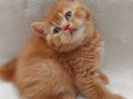 RED GARFIELD BRITISH SHORTHAIR