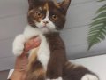 DİŞİ CHOCOLATE CALICO BRITISH SHORTHAIR