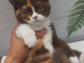 DİŞİ CHOCOLATE CALICO BRITISH SHORTHAIR