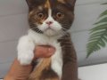 DİŞİ CHOCOLATE CALICO BRITISH SHORTHAIR