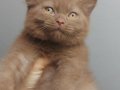 ERKEK CINNANMON BRITISH SHORTHAIR