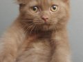 ERKEK CINNANMON BRITISH SHORTHAIR