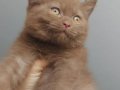 ERKEK CINNANMON BRITISH SHORTHAIR
