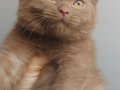 ERKEK CINNANMON BRITISH SHORTHAIR