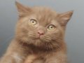 ERKEK CINNANMON BRITISH SHORTHAIR