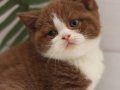 Cinnamon Safkan British Shorthair Bebekler
