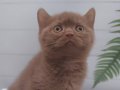Dişi Cinnamon British Shorthair
