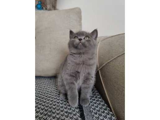 55 Günlük miniklerimiz yeni yuvalarını bekliyor 