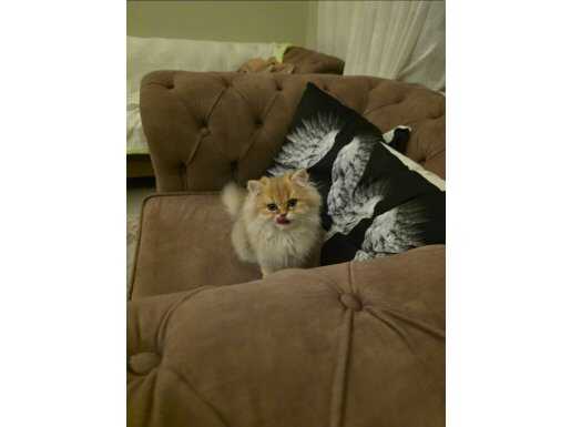 8 aylık güzel gold british long hair cinsi kızımız 