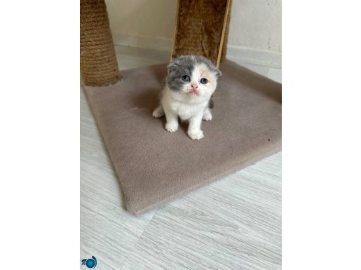 9 Şubat doğumlu Yavrular