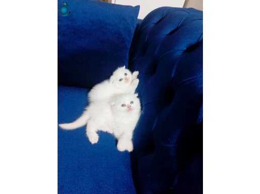 Mavi göz kar beyazı scottish fold full secereli