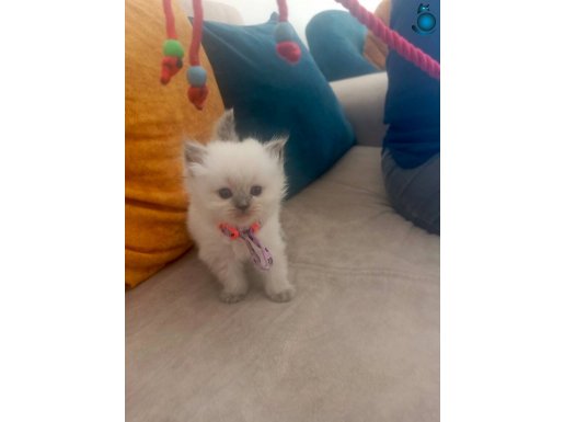 Blue Pointler sow kalite