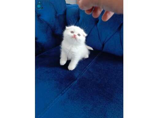 Scottish Fold Nadir Bulunan Yavru