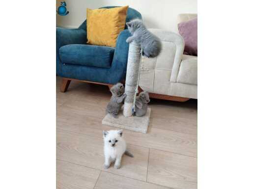 Türünün En iyisi BLUEPOİNT