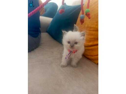 Blupoint Src li yavrular