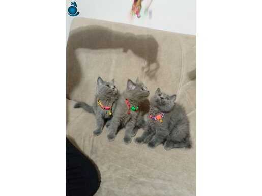 3 GIRİ SHORT HAİR YAVRU 