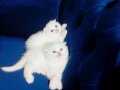 Mavi göz kar beyazı scottish fold full secereli