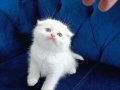 Scottish Fold Nadir Bulunan Yavru