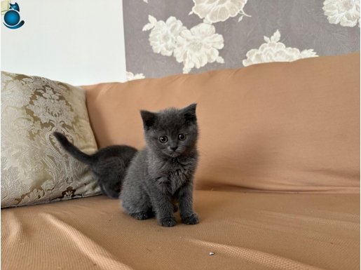 British Shorthair Yavrularımız Yeni Yuvalarına Gidiyor