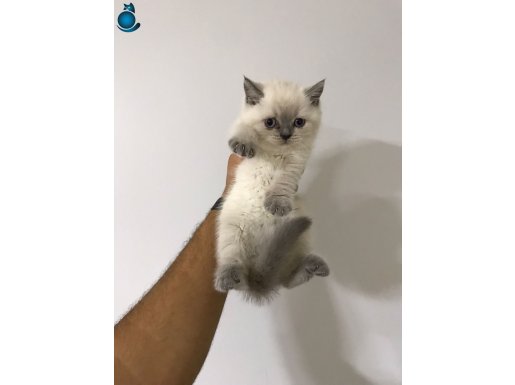 A+ Kalite Yavrumuz Yeni Ailesini Bekliyor
