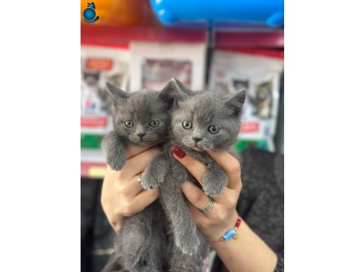 A+ Kalite British Yavrular Yeni Ailesini Bekliyor