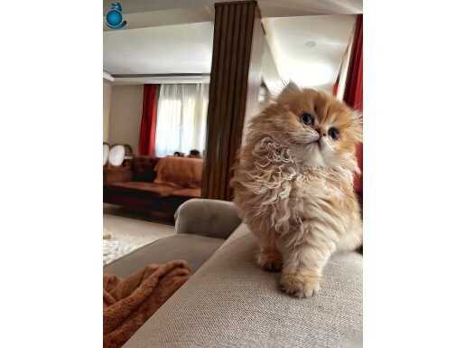 SAFKAN BRITISH LONGHAIR Erkek bebek
