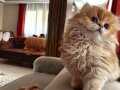 SAFKAN BRITISH LONGHAIR Erkek bebek