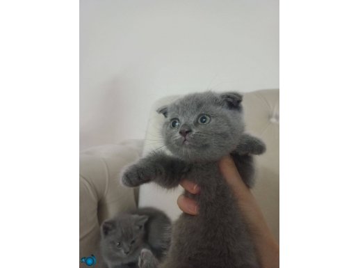 4 cins kedi