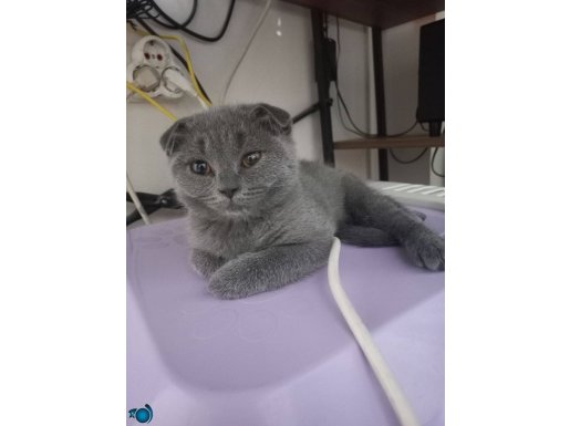 Sevecen uslu kediler