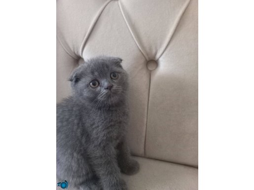 Sevimli sevecen kediler